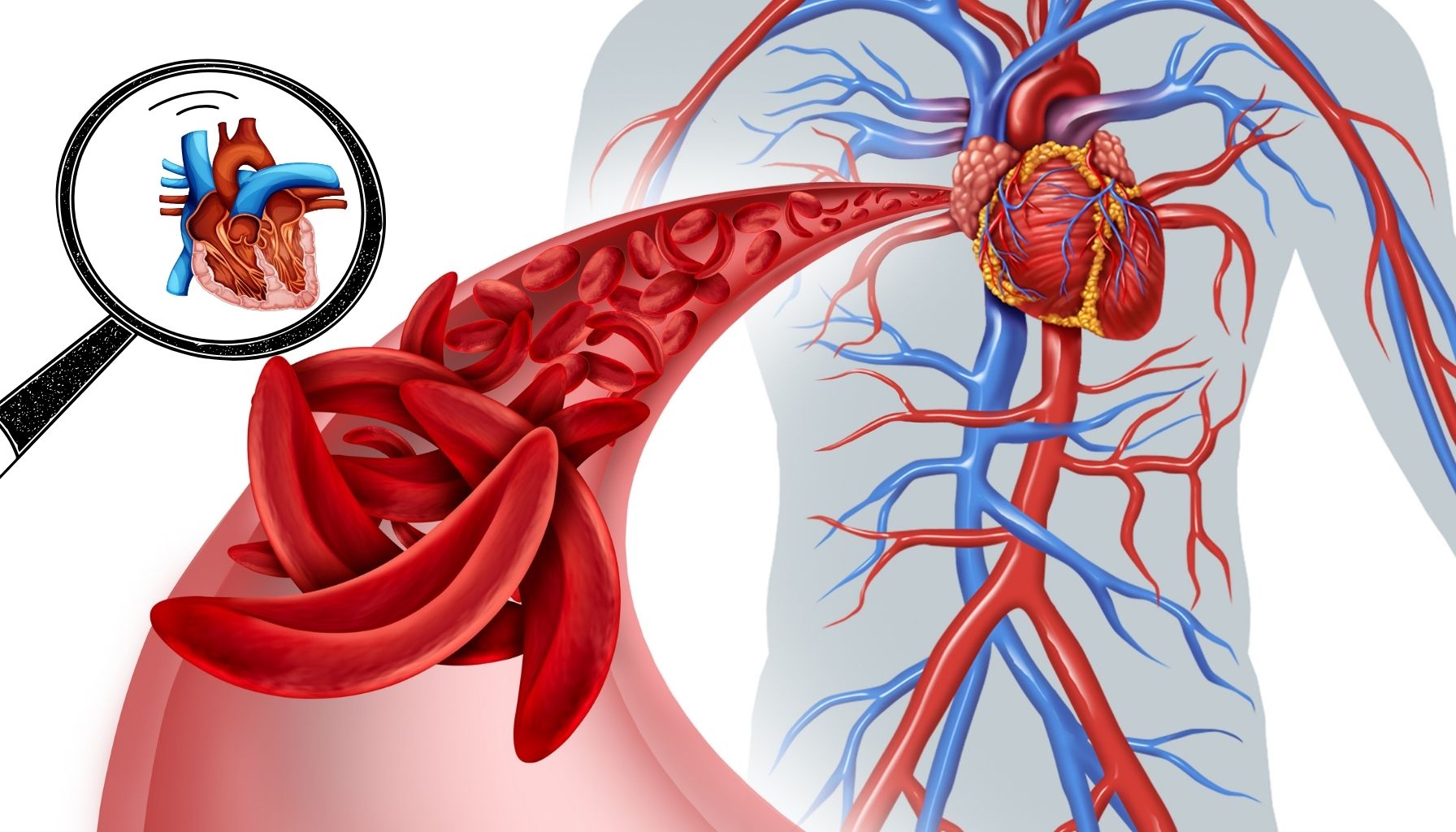  Ilustracja układu krążenia z widocznym sercem, naczyniami krwionośnymi i zbliżeniem pokazującym krwinki czerwone w naczyniu krwionośnym. 